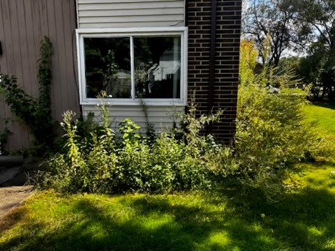 landscaping before example with medium shrubs